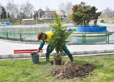 نقش اندک درختان در کاهش آلودگی هوای شهرها