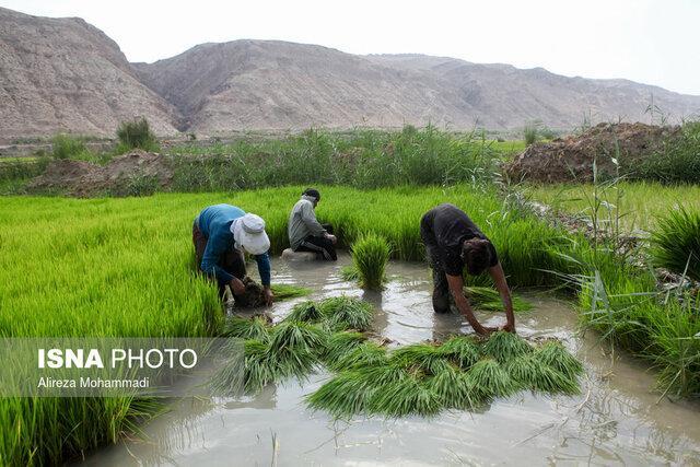 2.5 میلیون تن برنج سال جاری فراوری می گردد