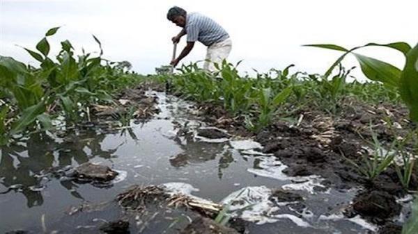 شناسایی 94 مورد آبیاری مزارع با آب های آلوده در گلستان